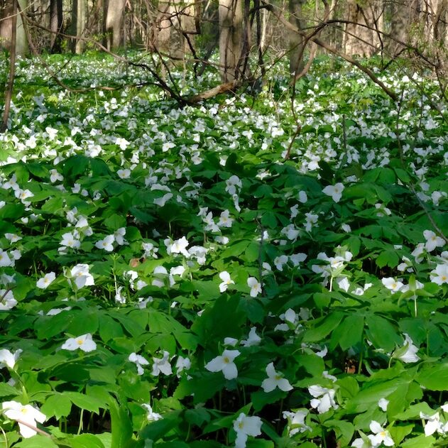 3-spring-hikes-social 3-spring-hikes-social