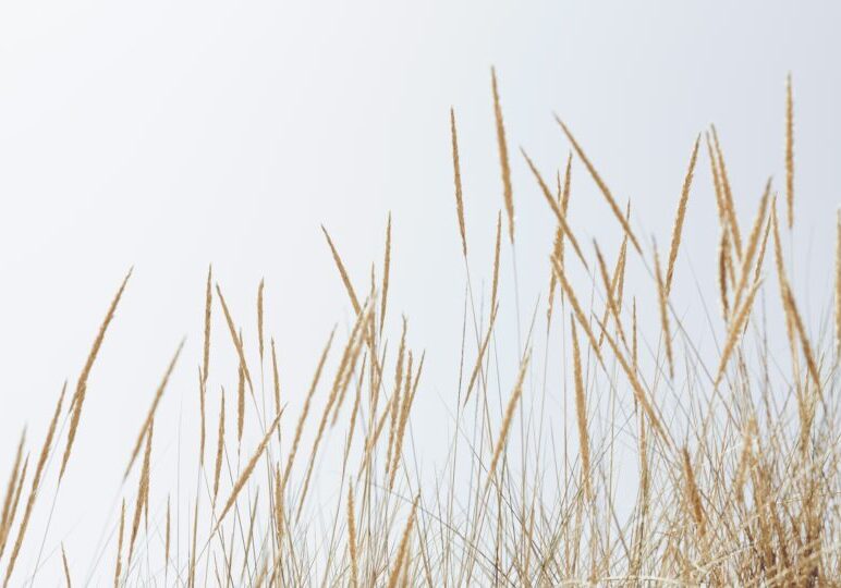 arvydas-baltinas-B0yvdPelgVA-unsplash arvydas-baltinas-B0yvdPelgVA-unsplash