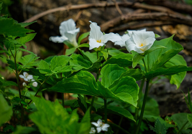 spring-hikes-1 spring-hikes-1