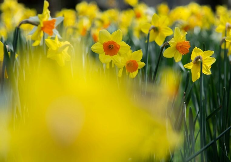 spring-hikes-4 a group of yellow daffodils with deep orange corolla framed by an out of focus splotch of yellow in the foreground.