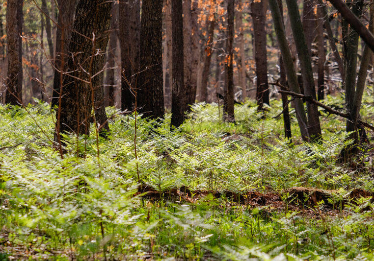 wild-for-wildflowers-cowles-bog-trail-1