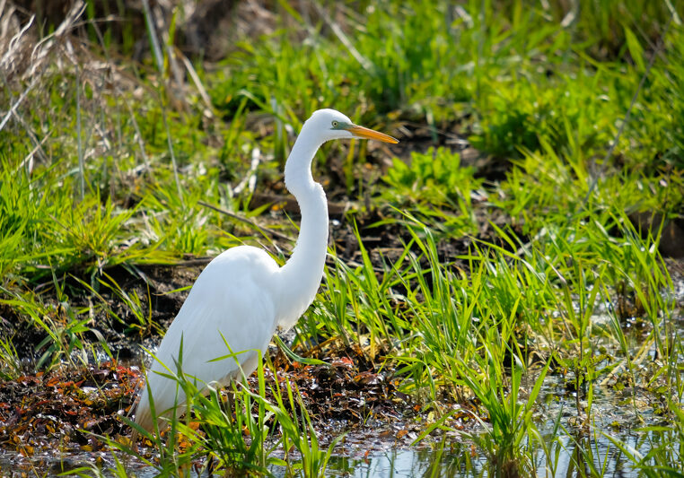 wild-for-wildflowers-great-marsh-trail-1