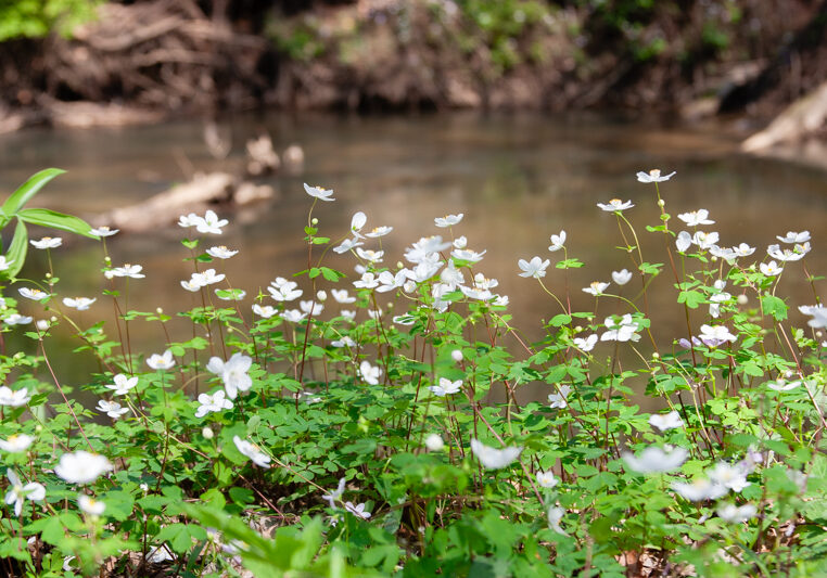 wild-for-wildflowers-heron-rookery-1