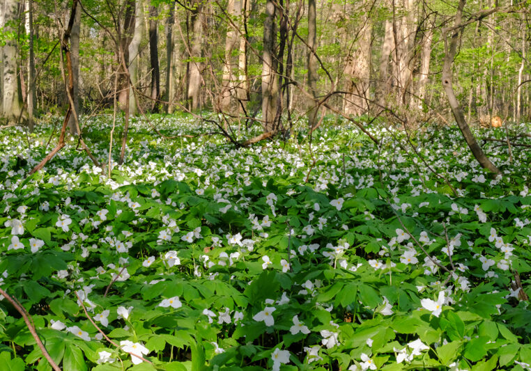 wild-for-wildflowers-j-timothy-ritchie-1