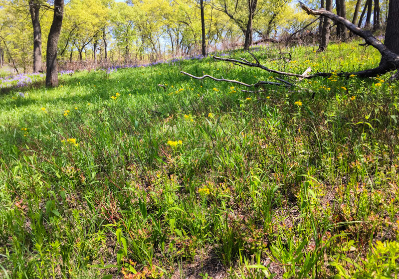 wild-for-wildflowers-miller-woods-1